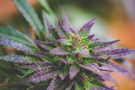 CBD kvety, tiež nazývané CBD herba, sa nachádzajú na samom vrchole rastliny liečebného konope bohatého najmä na CBD